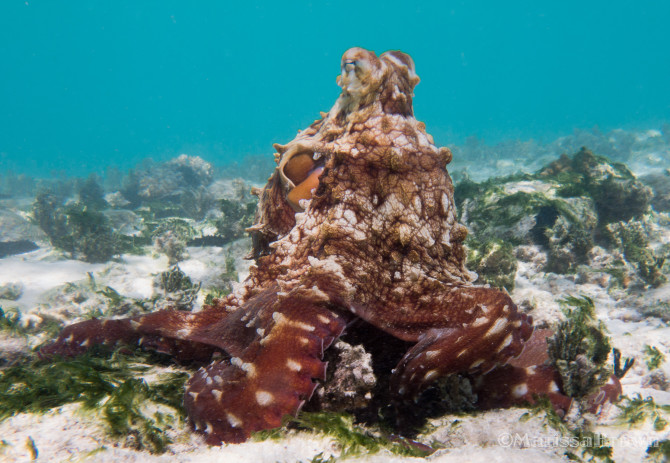Awesome Octopus while Diving